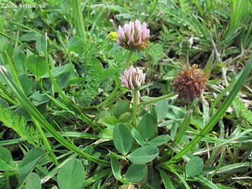 Jetel jahodnat - Trifolium fragiferum L.