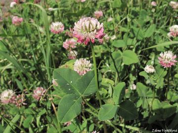 Fotogalerie: Jetel zvrhl - Trifolium hybridum L.