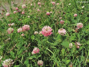 Jetel zvrhl - Trifolium hybridum L.