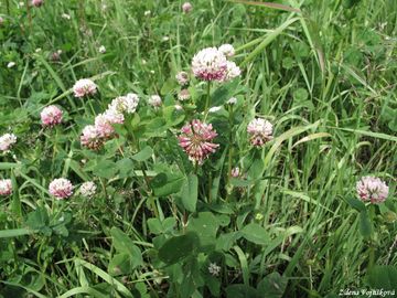 Jetel zvrhl - Trifolium hybridum L.