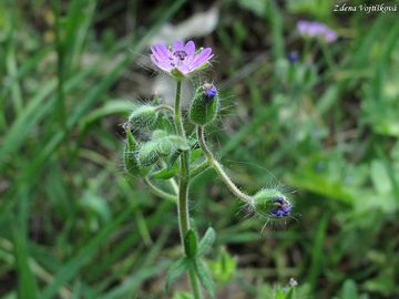 Kakost m�kk� - Geranium molle L.