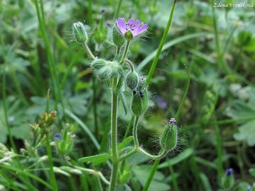 Kakost m�kk� - Geranium molle L.