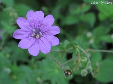 Fotogalerie: Kakost pyrenejsk - Geranium pyrenaicum Burm.