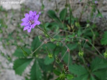 Kakost pyrenejsk - Geranium pyrenaicum Burm.