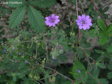 Kakost pyrenejsk - Geranium pyrenaicum Burm.