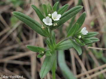 Fotogalerie: Kamejka roln - Lithospermum arvense L.
