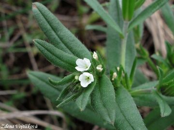 Kamejka roln - Lithospermum arvense L.