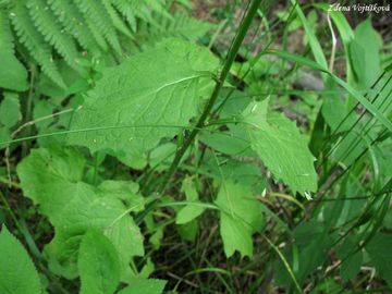 Kapustka obecn - Lapsana communis L.