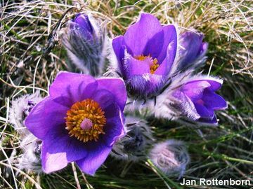 Fotogalerie: Koniklec oteven - Pulsatilla patens (L.) MILL.