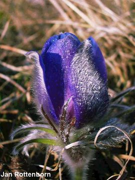 Koniklec oteven - Pulsatilla patens (L.) MILL.