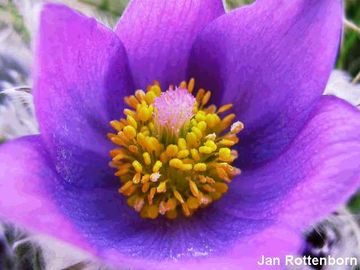 Koniklec oteven - Pulsatilla patens (L.) MILL.