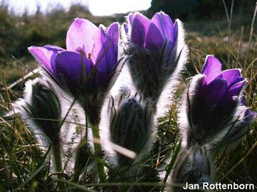 Koniklec oteven - Pulsatilla patens (L.) MILL.