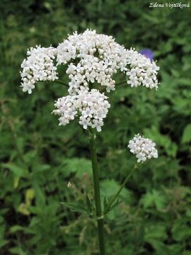Fotogalerie: Kozlk lkask - Valeriana officinalis L.