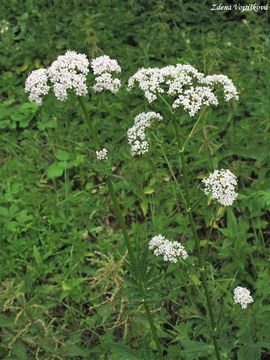 Kozlk lkask - Valeriana officinalis L.