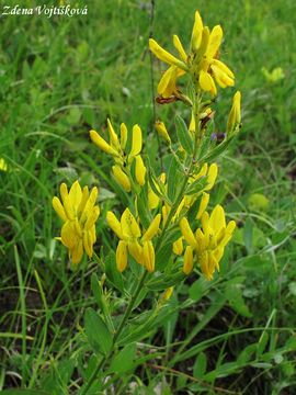Fotogalerie: Kruinka barvsk - Genista tinctoria L.