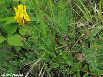 Kruinka barvsk - Genista tinctoria L.