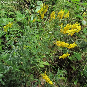Kruinka barvsk - Genista tinctoria L.