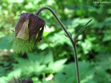 Fotogalerie: Kuklk poton - Geum rivale L.