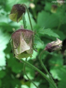 Kuklk poton - Geum rivale L.
