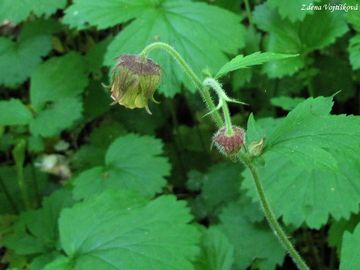 Kuklk poton - Geum rivale L.