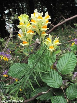 Fotogalerie: Lnice kvtel - Linaria vulgaris Mill.