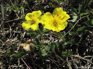 Fotogalerie: Mochna plaziv - Potentilla reptans L.
