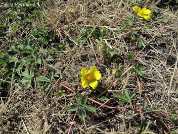 Mochna plaziv - Potentilla reptans L.