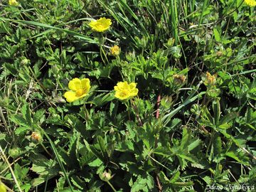 Mochna plaziv - Potentilla reptans L.