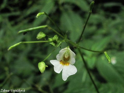 Fotogalerie: Netkavka malokvt - Impatiens parviflora DC.
