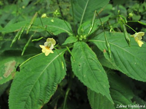 Netkavka malokvt - Impatiens parviflora DC.