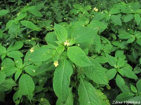 Netkavka malokvt - Impatiens parviflora DC.
