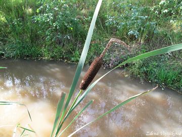 Fotogalerie: Orobinec irokolist - Typha latifolia