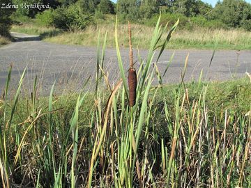 Orobinec irokolist - Typha latifolia