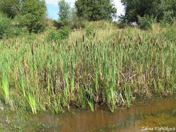 Orobinec irokolist - Typha latifolia