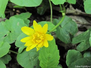 Fotogalerie: Orsej jarn hlznat - Ficaria verna Huds. subsp. bulbifera . Lwe et D. Lwe