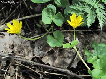 Orsej jarn hlznat - Ficaria verna Huds. subsp. bulbifera . Lwe et D. Lwe