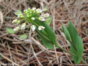 Fotogalerie: Thlaspi perfoliatum L. - Pen�zek prorostl�