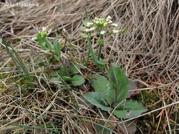 Thlaspi perfoliatum L. - Pen�zek prorostl�