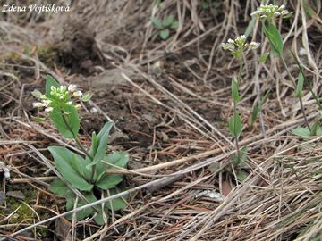 Thlaspi perfoliatum L. - Pen�zek prorostl�
