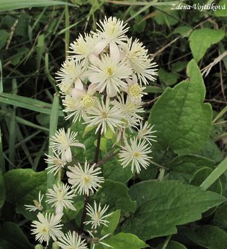 Fotogalerie: Plamnek plotn - Clematis vitalba L.