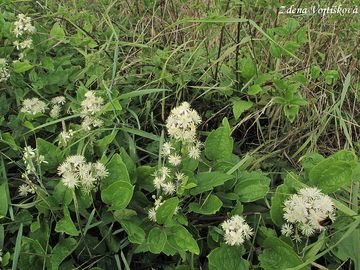 Plamnek plotn - Clematis vitalba L.