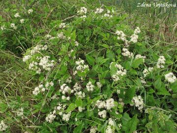 Plamnek plotn - Clematis vitalba L.