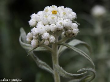 Fotogalerie: Plesnivka perlov - Anaphalis margaritacea (L.) Benth. et Hook.