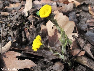 Fotogalerie: Podbl lkask - Tussilago farfara L.