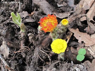 Podbl lkask - Tussilago farfara L.