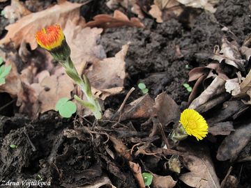 Podbl lkask - Tussilago farfara L.