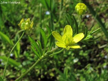 Fotogalerie: Pryskynk roln - Ranunculus arvensis L.