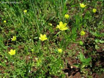 Pryskynk roln - Ranunculus arvensis L.