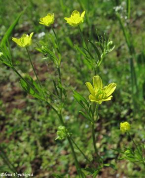Pryskynk roln - Ranunculus arvensis L.