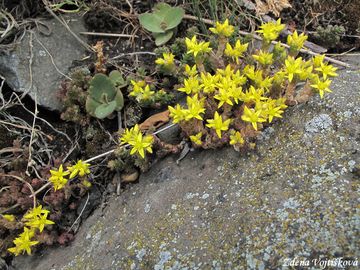 Rozchodnk ostr - Sedum acre L.
